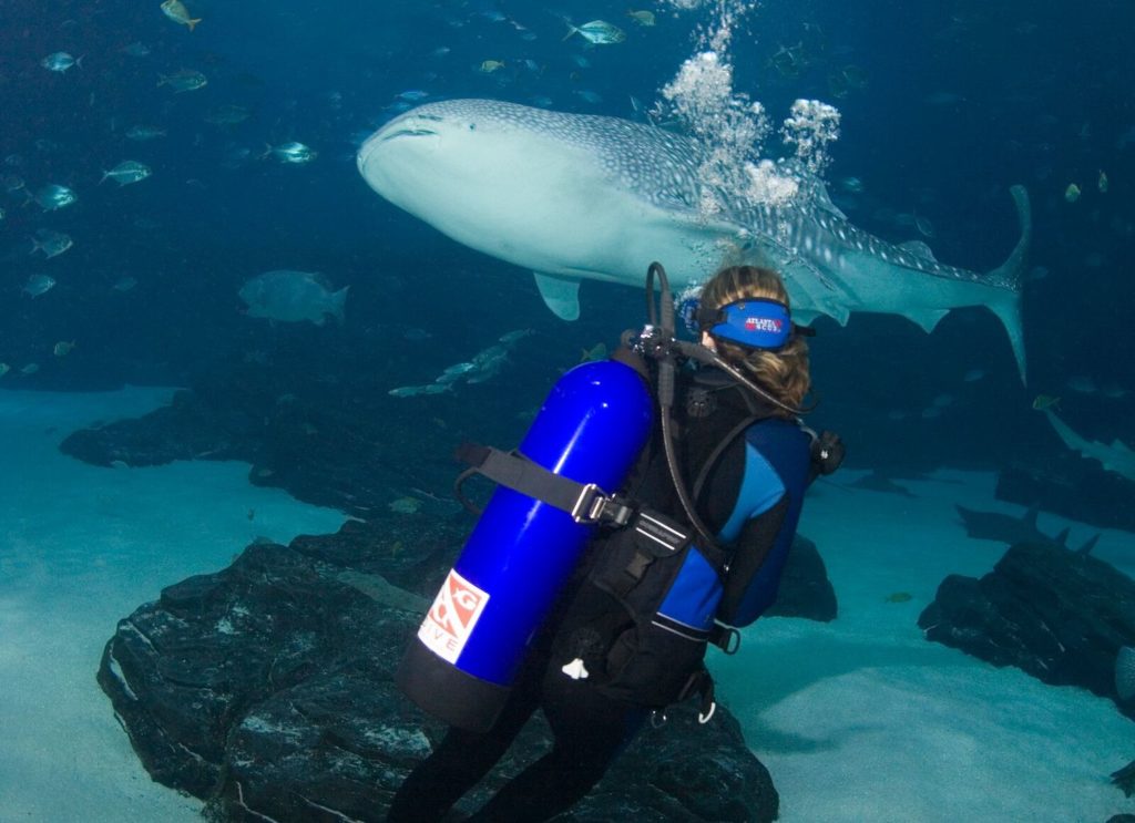 Diving with sharks at Georgia Aquarium